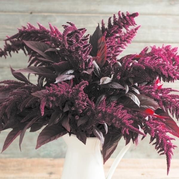 種 花たね ケイトウ レッドスパイク 1袋 30粒 花のタネ 花 種子 タネ 鶏頭 花壇 ガーデニング 国華園 19 P7 0106 花と緑 国華園 通販 Yahoo ショッピング