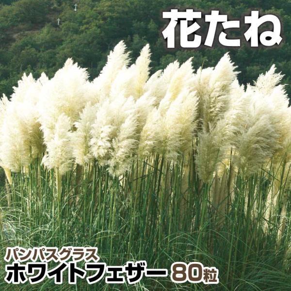 花 パンパスグラスの人気商品 通販 価格比較 価格 Com
