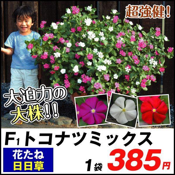 種 花たね 日々草 F1トコナツミックス 1袋 30粒 花のタネ 花 種子 タネ ニチニチソウ 日日草 ビンカ 花壇 寄せ植え 夏の花壇 ガーデニング 国華園 19 P7 0114 花と緑 国華園 通販 Yahoo ショッピング