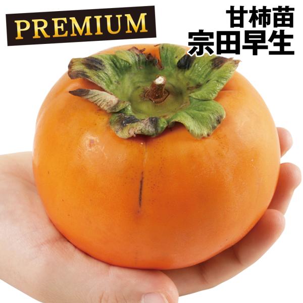 柿 苗木 カキ 甘柿 宗田早生 プレミアム苗 1株 甘ガキ 苗 柿の木 果樹苗 国華園 19 P8 0018 花と緑 国華園 通販 Yahoo ショッピング