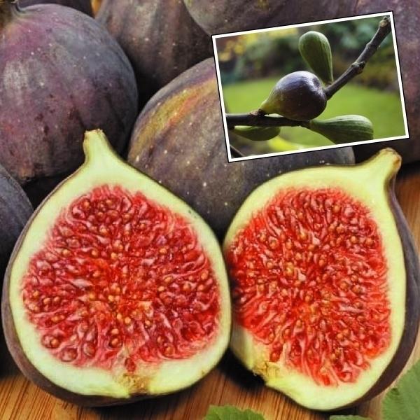 イチジク 苗木 ヴィオレッタp 2株 無花果 苗 イチジクの木 果樹苗 国華園 19 P8 0080 花と緑 国華園 通販 Yahoo ショッピング