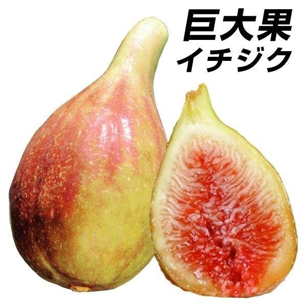 イチジク 苗 果樹の価格と最安値 おすすめ通販を激安で
