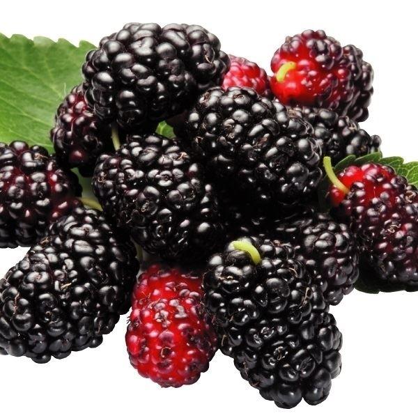 植木 盆栽 桑の人気商品 通販 価格比較 価格 Com