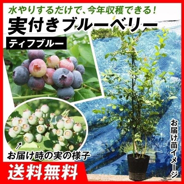 実つき果樹 ブルーベリー 苗木 ティフブルー 1株 ラビットアイ系 苗 ブルーベリーの木 果樹苗 国華園 19 P8 0163 花と緑 国華園 通販 Yahoo ショッピング