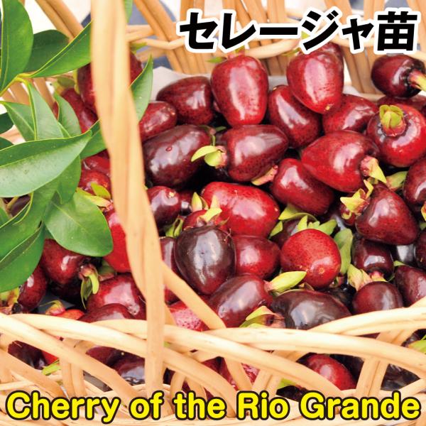 果樹苗 セレージャ 1株 : 花と緑 国華園 - 通販 - Yahoo 果樹苗 セレージャ 1株 : 花と緑 国華園 - 通販 - Yahoo