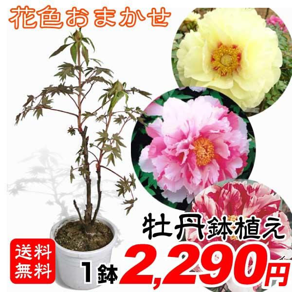 牡丹 鉢植えの人気商品 通販 価格比較 価格 Com