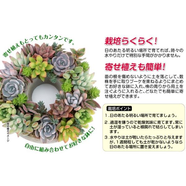 多肉植物 おまかせポット苗 セット 10株 アソート セット Set 観葉植物 花苗 おしゃれ インテリア 室内 こっかえん 国華園 Cheapest Japan Proxy Service Japan Wanted