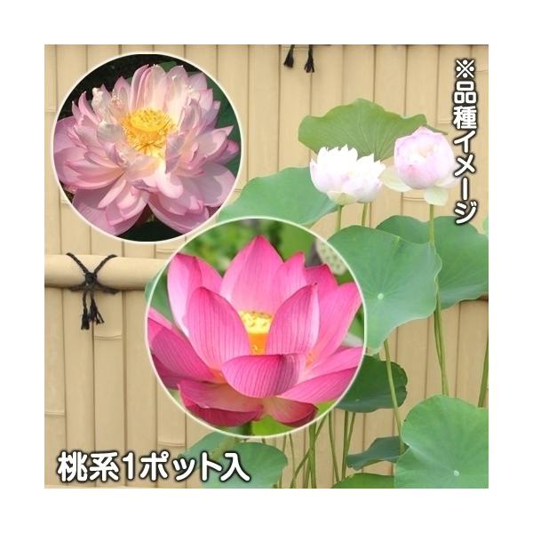 ●商品情報大型ハスで葉も大きくなり、夏に美しい花を咲かせます!   ●お届け状態21cmポット苗   ●分類浮葉・抽水植物   ●草丈(約)50〜150cm   ●花期6〜8月   ●耐寒性株が凍らないように管理すれば冬越しＯＫ   ●日照...