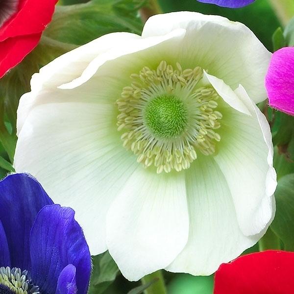 安いアネモネの花の通販商品を比較 ショッピング情報のオークファン