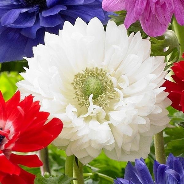 アネモネ 球根 総合 Favofavoitems