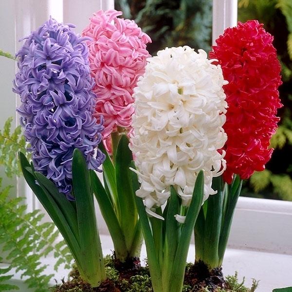 球根 ヒヤシンスの人気商品 通販 価格比較 価格 Com