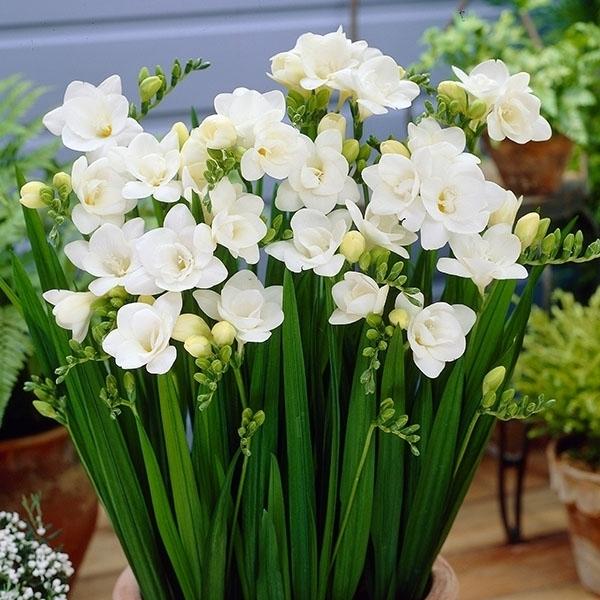 Cdjapan 秋植え球根 早期販売 フリージア ダブル咲 白花 4球 Proxy Shopping Service Yahoo Shopping