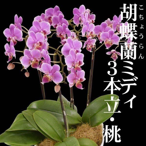 商品情報贈り物やお祝いの代表花＝胡蝶蘭！花もち抜群！開花期間が長いミディータイプ。お届け状態3〜4本立て開花株栽培適地鉢植え注意事項※着日指定はご注文日(ご入金日）の7日後よりお受けいたします。ご指定がない場合は通常ご注文より5〜10日での...