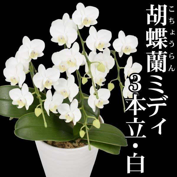 商品情報贈り物やお祝いの代表花＝胡蝶蘭！花もち抜群！開花期間が長いミディータイプが新登場。お届け状態3〜4本立て開花株栽培適地鉢植え注意事項※着日指定はご注文日(ご入金日）の7日後よりお受けいたします。ご指定がない場合は通常ご注文より5〜1...