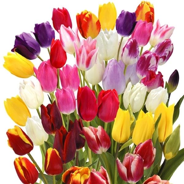 ●学名・英名Tulipa ●商品情報5品種入る ●お届け状態球根 (開花見込みサイズ) ※球根によってサイズが若干異なる場合があります。 ●開花期(約)3-5月 ※関東以南の暖地では、開花時期が早くなる場合があります。 ●草丈(約)15-5...