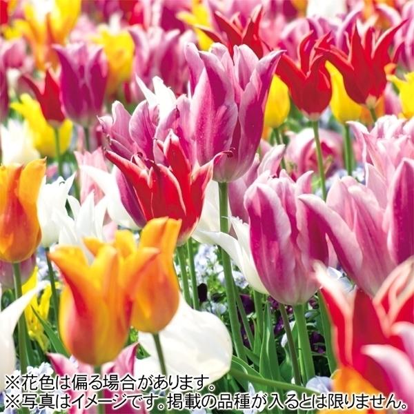 ●学名・英名Tulipa ●商品情報何が入るかお楽しみ♪人気の福袋！4-5品種見計らい・名称付 ●お届け状態球根 (開花見込みサイズ) ●開花期(約)3-5月 ※関東以南の暖地では、開花時期が早くなる場合があります。 ●草丈(約)15-50...
