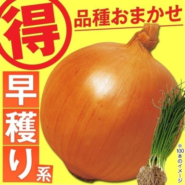 玉ねぎ苗 品種おまかせ 早穫り玉ねぎ 500本 19 Pori 1287 花と緑 国華園 通販 Yahoo ショッピング