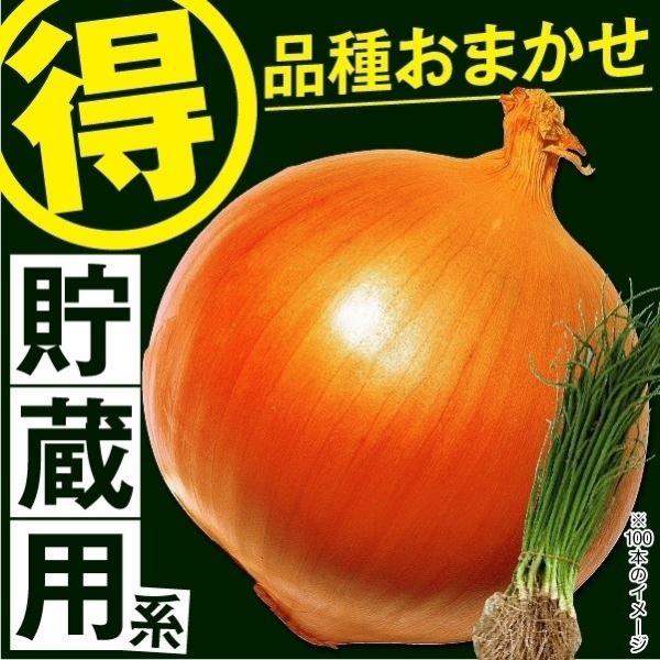 ●商品情報:品種指定できない分お得！貯蔵用の玉ねぎ苗の中から、1品種おまかせでお届けします。※品種名称ラベル付きです。●お届け状態：苗●栽培ポイント：定植は苗の根元をもち、苗の根が土の表面に出ないように土に差し込んで植えつけます。（条間：約...