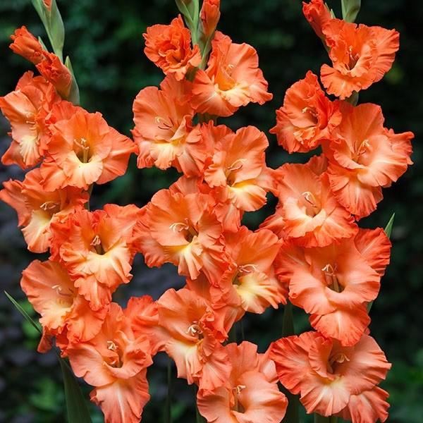 最新春植え 花 すべての美しい花の画像