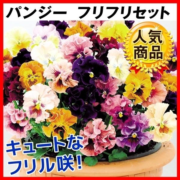 パンジー 苗 苗の人気商品 通販 価格比較 価格 Com