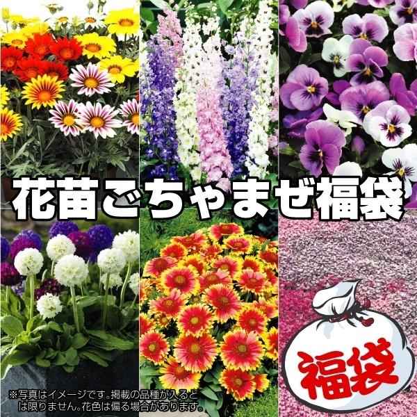商品情報花の種類がありすぎて決めかねている方はこちらの福袋！新しいお花との出会いを是非楽しんでください。備考写真はイメージです。掲載の品種が入るとは限りません。花色は偏る場合があります。