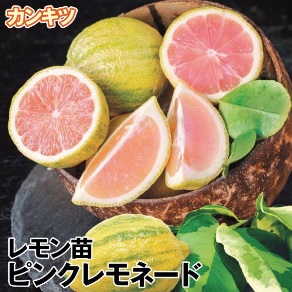 がんも専用 ピンクレモネード レモン 4年生 苗木 スルガエレガント 2年生 がんも専用 ピンクレモネード レモン 4年生 苗木 スルガ