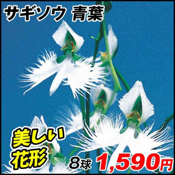 苗 サギソウの人気商品 通販 価格比較 価格 Com