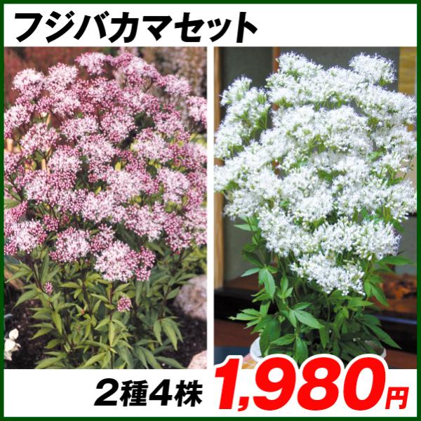 フジバカマ 苗 フジバカマセット 2種4株 フジバカマの花 フジバカマの苗 藤袴 ラン 山野草 199 P7 0038 花と緑 国華園 通販 Yahoo ショッピング