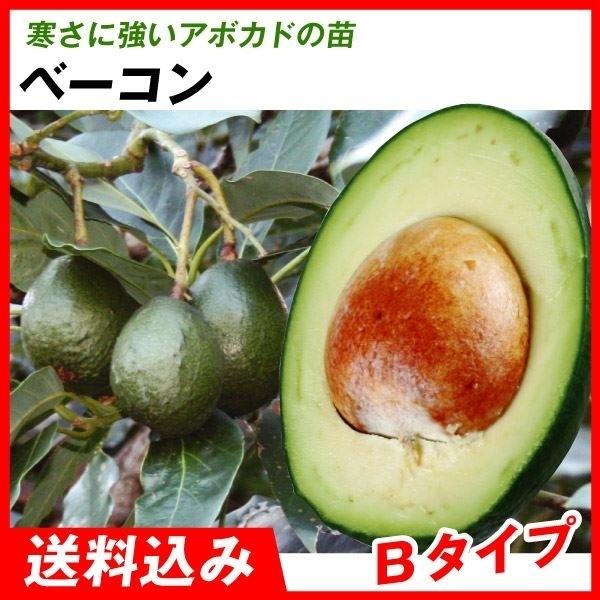 アボカド 苗 販売の価格と最安値 おすすめ通販を激安で