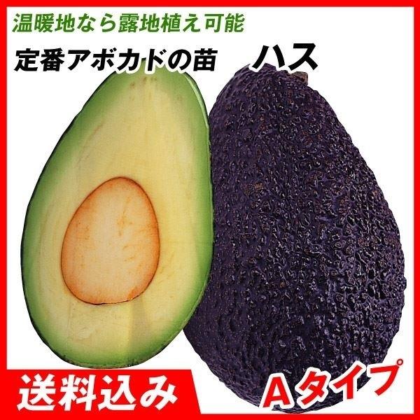 アボカド 苗 販売の価格と最安値 おすすめ通販を激安で