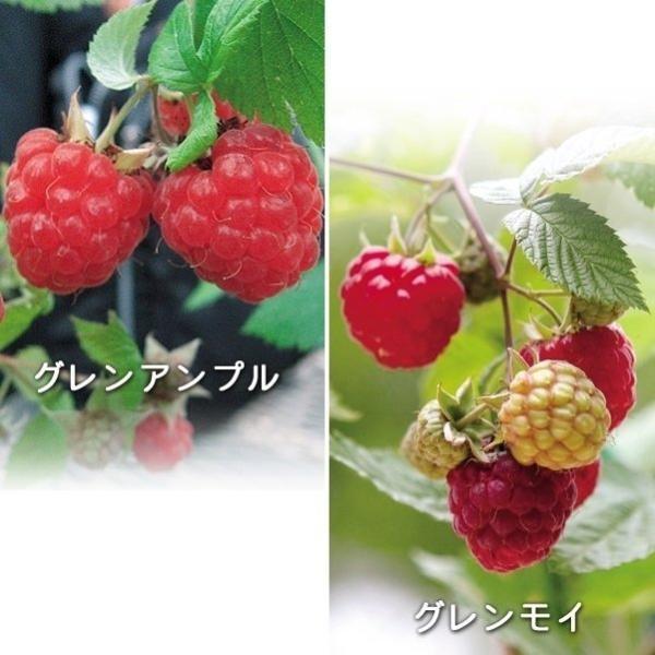 木苺 ラズベリー 植木 盆栽の人気商品 通販 価格比較 価格 Com