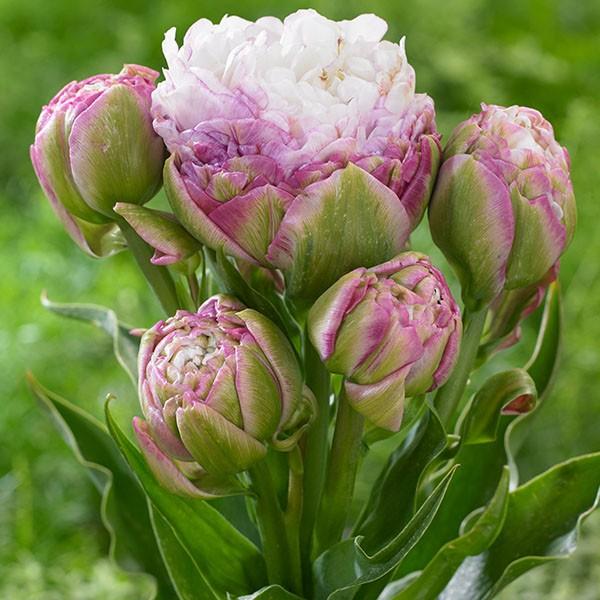 チューリップ 球根 ペギーワンダー外 30球 チュウリップ 花の球根 国華園 Solkamtech Com