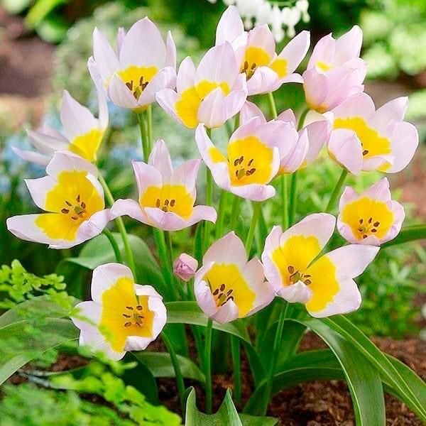 原種系チューリップ 球根 サキサテリス 10球 :2019n-p0-0078:花と緑 国華園 - 通販 - Yahoo!ショッピング 原種系チューリップ 球根 サキサテリス 10球 :2019n-p0-0078:花と緑 国華園 - 通販 - Yahoo!ショッピング