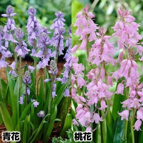 秋植え球根 球根つりがね草 2色セット 2色球 各10球 花の球根 国華園 ヒヤシンソイデス ヒスパニカ シラー カンパヌラタ カンパニュラタ 19n P0 0117 花と緑 国華園 通販 Yahoo ショッピング