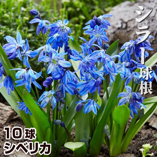 シラー 球根の価格と最安値 おすすめ通販を激安で