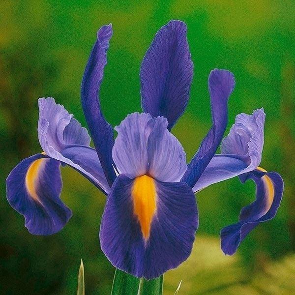 球根 ブルーマジックの人気商品 通販 価格比較 価格 Com