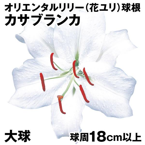 球根 カサブランカの人気商品 通販 価格比較 価格 Com