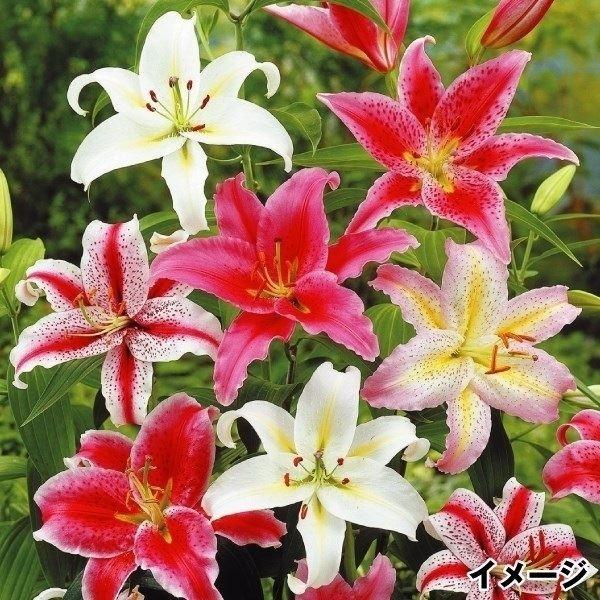 ●商品情報：銘花・名称付き花ユリ(オリエンタルユリ)球根の詰め合わせを激安価格でご提供!! 品種がたくさんあって選びきれないあなたにオススメです。●お届け状態：球根●開花期(約)：6〜7月●耐寒性：強●日照：半日陰●栽培適地：庭・鉢・切花●...