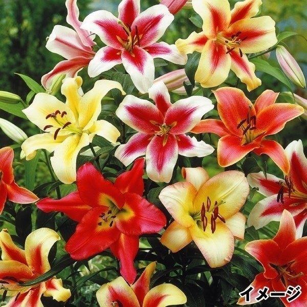 ●商品情報：銘花・名称付き強健花ユリ(オリエンタルユリ)球根の詰め合わせを激安価格でご提供!! 品種がたくさんあって選びきれないあなたにオススメです。芳香あり。●お届け状態：球根●開花期(約)：6〜7月●耐寒性：強●日照：半日陰●栽培適地：...