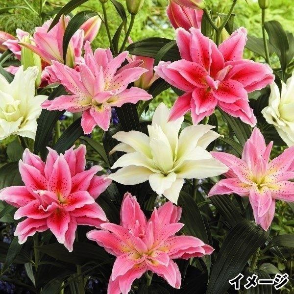 ●商品情報：銘花・名称付き八重咲き花ユリ(オリエンタルユリ)球根の詰め合わせを激安価格でご提供!! 品種がたくさんあって選びきれないあなたにオススメです。●お届け状態：球根●開花期(約)：6〜7月●耐寒性：強●日照：半日陰●栽培適地：庭・鉢...