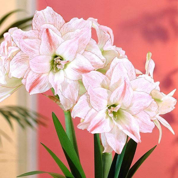 球根 アマリリス 八重の人気商品 通販 価格比較 価格 Com