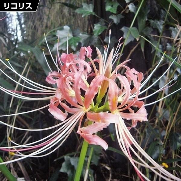 夏植え球根 リコリス さつま美人 15球 花の球根 国華園 Weshillrealestate Com