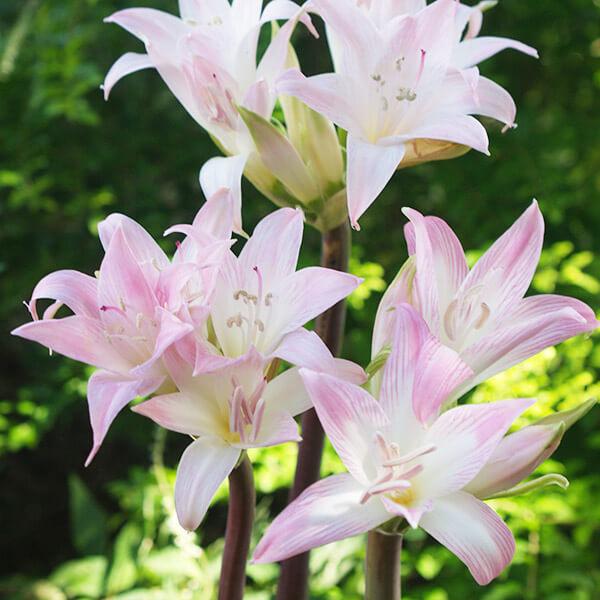 ●学名・英名Amaryllis belladonna  ●商品情報ホンアマリリスは花の少ない夏から秋に花径12cmほどのゆりに似た大輪花を咲かせます。白、桃色の花は香りも素敵。花壇や鉢植えはもちろん、切花にも大人気です! 別名「ベラドンナリ...