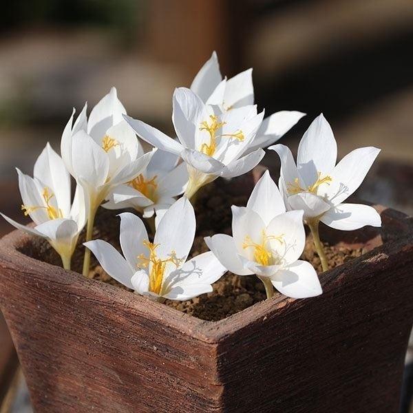 秋 花 植えの人気商品 通販 価格比較 価格 Com