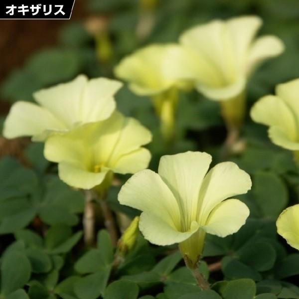 夏植え球根 オキザリス ブラジルイエロー 10球 花の球根 国華園 2019n P0 0506 花と緑 国華園 通販 Yahoo ショッピング