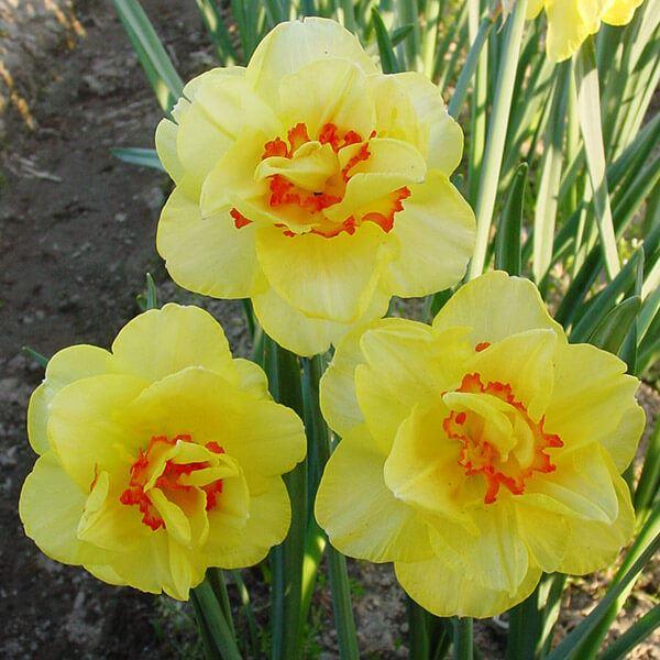 ●学名・英名：Narcissus Tahiti●商品情報：2色のコントラストが情熱的な八重咲き水仙。花径約10cmにもなる豪華な巨大輪です。スイセンは育てやすく、植えっぱなしでも栽培でき、初心者にもおすすめです。●分類：4 Y-O Doub...