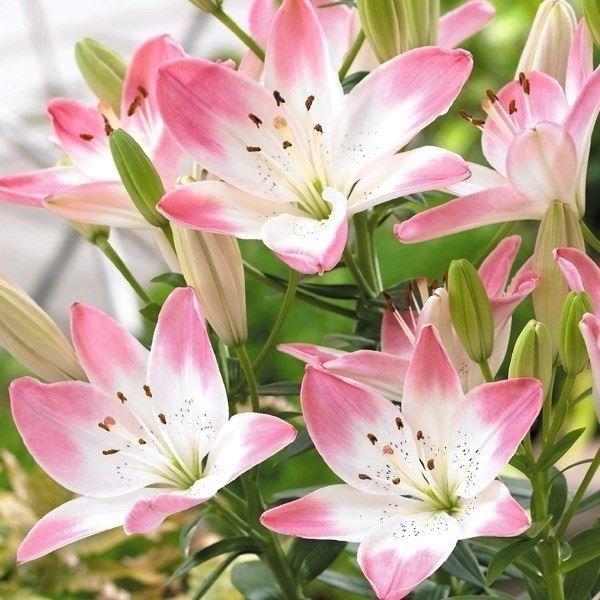 ●学名・英名：Lilium SugarLove●商品情報：花つき抜群のとってもかわいい2色咲きのすかしゆり。すかしユリ人気No.1品種です●お届け状態：球根●開花期：6月●草丈：低(-80cm)●耐寒性：強●日照：日なた●栽培適地：庭・鉢・...