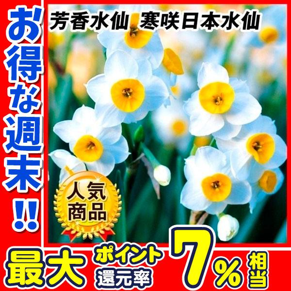 ●学名・英名Narcissus tazetta subsp. lacticolor●商品情報12〜2月の早咲きとして親しまれ、早春を彩る定番花として大人気!! 群植にすると圧巻です。房咲きの芳香水仙。育てやすく、初心者にもおすすめです。 ●...