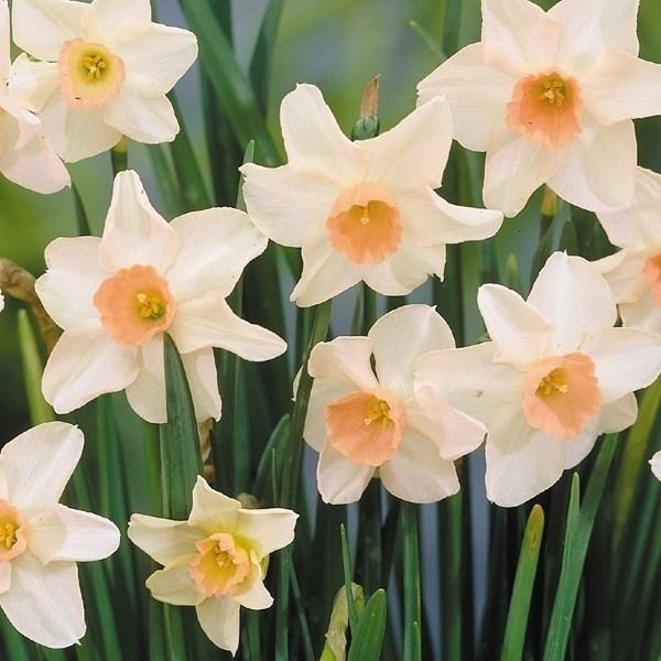 球根 水仙の人気商品 通販 価格比較 価格 Com