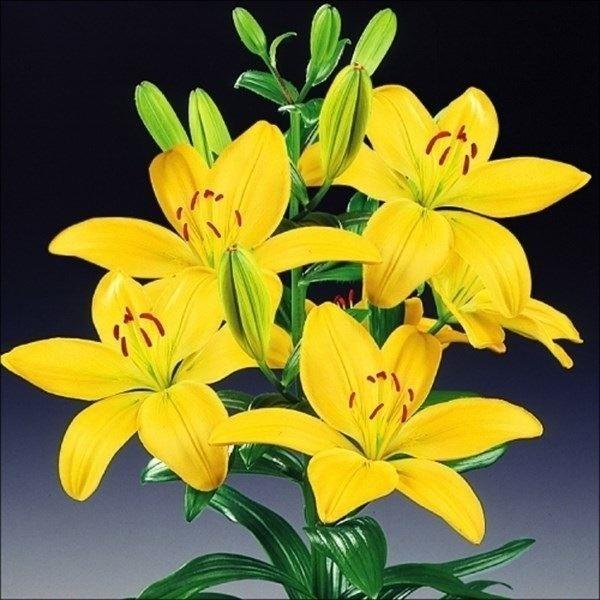 ●学名・英名：Lilium ●商品情報：大人気のお買得すかしゆりの球根。●お届け状態：球根●開花期：6月●草丈：80-120cm●耐寒性：強●日照：日なた●栽培適地：庭・鉢・切花●注意事項：※商品画像は開花後のイメージです。